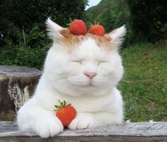 a white and orange cat with two strawberries on it's head laying down