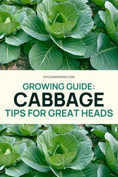 cabbage growing in the garden with text overlay reading growing guide cabbage tips for great heads