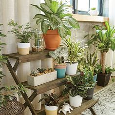 several potted plants are sitting on a shelf