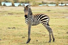 a zebra standing on top of a grass covered field