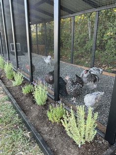 several chickens in an enclosed area surrounded by plants