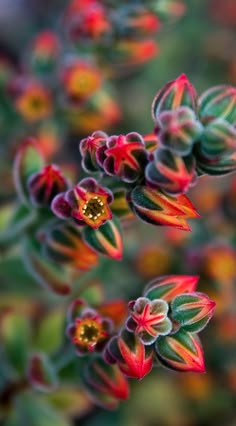 small red and green flowers with yellow centers