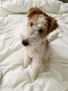 a small white and brown dog sitting on top of a bed