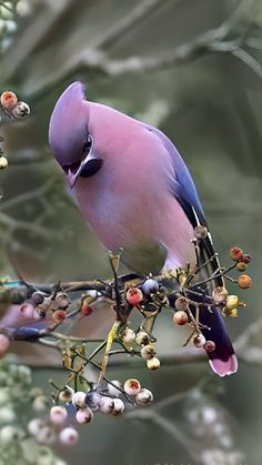 a purple bird sitting on top of a tree branch with berries all over it's branches