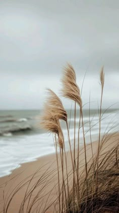 some very pretty tall grass by the beach