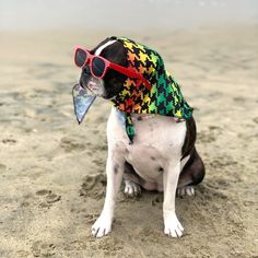 Boston Terrier sitting on the beach wearing a colorful rainbow houndstooth scarf and red sunglasses. The dog looks relaxed and stylish with the ocean in the background. Sports Leggings, Dog Leash