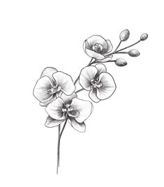 an ink drawing of three flowers on a white background