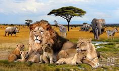 a group of lions and zebras are in the grass with an african landscape behind them