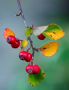 some red berries hanging from a branch with green leaves and yellow leaves on it's end