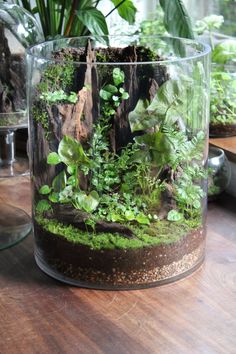 a glass container filled with plants on top of a wooden table