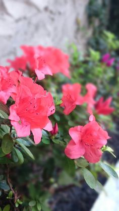 pink flowers are blooming in the garden