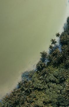 an aerial view of palm trees and water