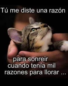 a person holding a cat in their hands with the caption that reads, trafciones sa os humanos