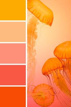 an orange and pink color scheme with jellyfish