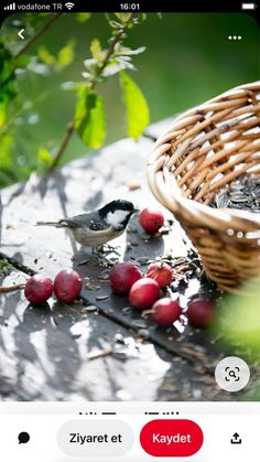 a bird sitting on the ground next to a basket full of cherries and berries