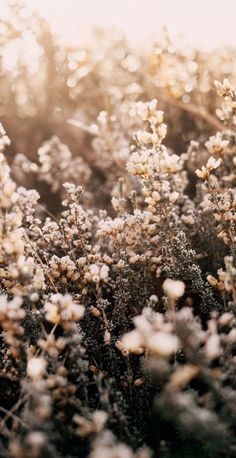 some very pretty flowers in the grass by itself with sunlight coming through them and blurry