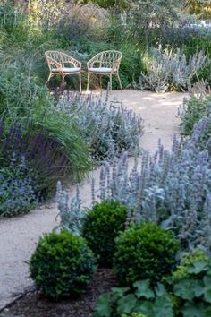 two chairs sitting in the middle of a garden with lavenders and other greenery