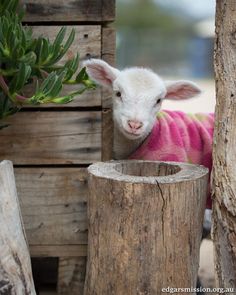 a small lamb wearing a pink sweater next to a tree stump and potted plant