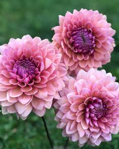 three large pink flowers with green leaves in the background