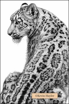 a black and white drawing of a snow leopard