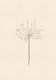 a drawing of a dandelion on a white background