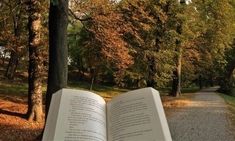 an open book sitting in the middle of a forest