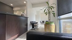 a living room filled with furniture and a plant in a pot next to a window