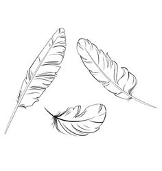 three feathers on a white background, one is black and the other is white with an outline