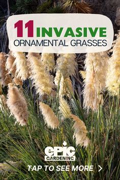 Tall, pampas grass with fluffy, feather-like leaves on top of thick, tall, green steams. Ornamental Grass Landscape, Grass Landscape, Perennial Grasses, Grasses Landscaping, Drought Tolerant