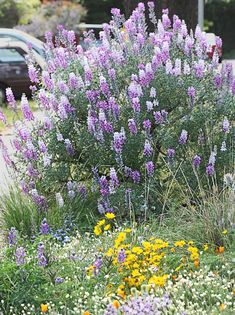 purple and yellow flowers are growing in the grass near a street with cars parked on it