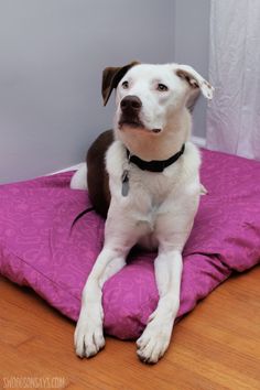 a white and brown dog sitting on top of a purple pillow in front of a wall