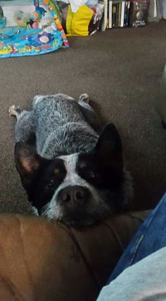 a small dog laying on top of a couch next to a persons legs and feet