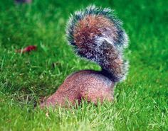 a squirrel is sitting in the grass and looking up at it's back end