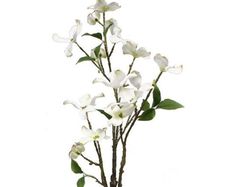 white flowers are in a vase with green leaves