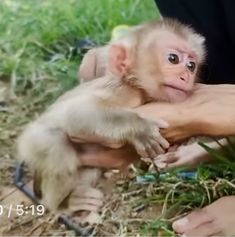 a baby monkey is being held by someone