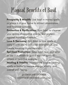 Properties and meanings of Basil in witchcraft, spell work and kitchen witchery. Basil has many benefits as a garden plant of the green witch as well as a herb for use in spell crafting! #basilwitchcraft #basilwitchcraftuses #basilwitchcraftmeaning #basilherbwitchcraft Basil Spiritual Meaning, Basil Magical Properties, Uses For Basil, Benefits Of Basil, The Green Witch