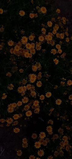 a bunch of yellow flowers that are in the dark night time, with only one light on