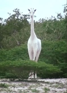 a giraffe is standing in the middle of some bushes with trees behind it