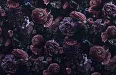 an image of many flowers that are in the dark night time photo taken from above