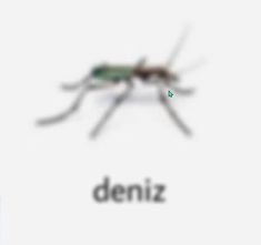 a spider is shown with the word deniz below it