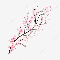 a branch with pink flowers on it against a white background, branches, flower png and psd