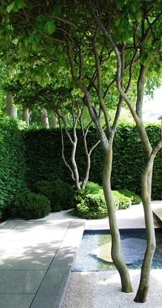 a small pool surrounded by trees and shrubbery in a garden area with concrete walkway