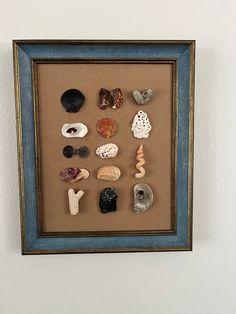 there are many different types of sea shells in this shadow box framed on the wall