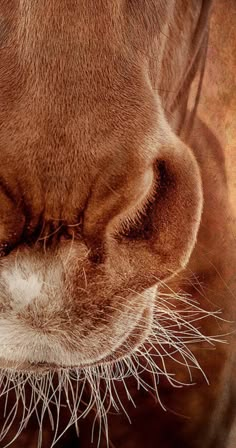 a close up view of a horse's nose