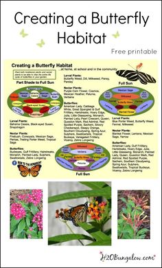 the butterfly life cycle is shown in this poster