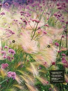 some pink flowers and grass in the field