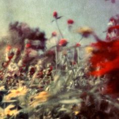 red and yellow flowers are in the foreground, with other plants behind them on a blurry background