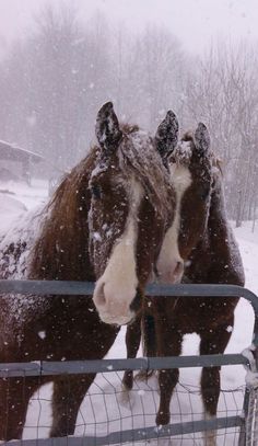 two horses standing next to each other in the snow