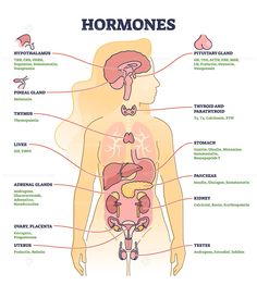 the anatomy of the human body including the stomach, livers and other organ systems