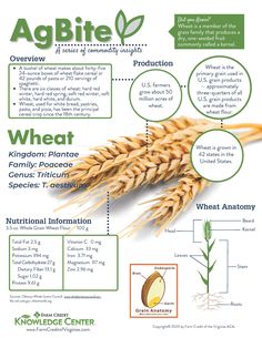 an info sheet describing different types of wheat